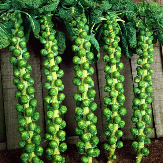 Brussel Sprouts (برسل سپرؤٹس) 25 Seeds